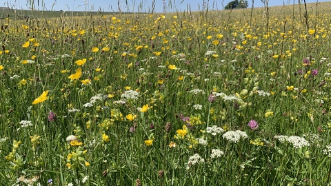 Wildflowers at Hannah's Meadow.