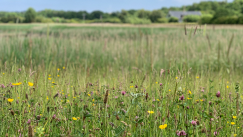 Rainton Meadows 