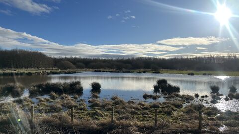 Wetlands in winter sun