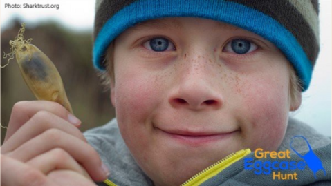 little boy holding shark eggcase