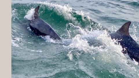 Dolphin fins in water