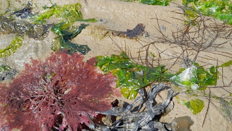 Seaweed on a beach