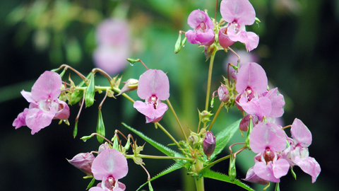 Himalayan balsam, by Amy Lewis