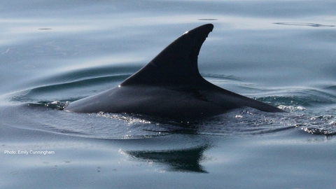 Bottlenose dolphin fin