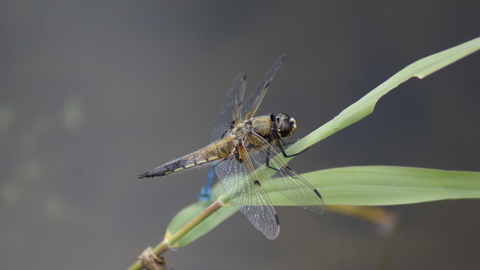 a dragonfly resting on a leaf above water 