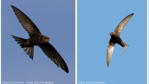 Swifts