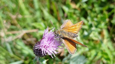 Small skipper butterfly