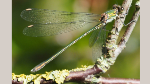 Willow emerald damselfly on branch