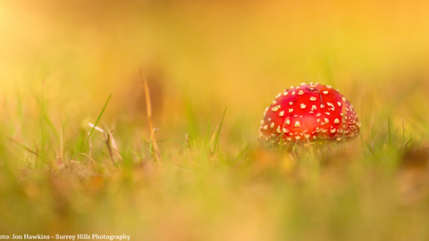 Fly Agaric
