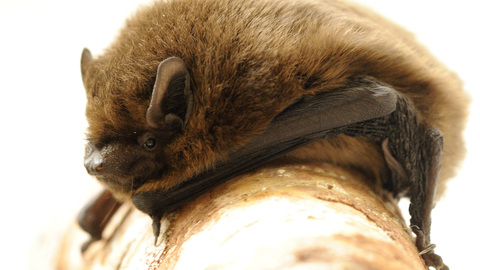 A pipistrelle bat, credit: Amy Lewis