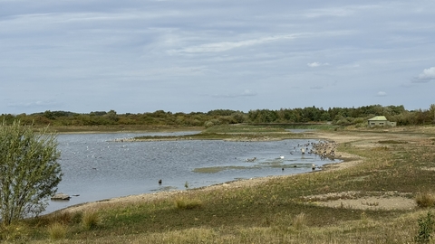 a view over a lake with wetland birds on edge and bird hide in distance