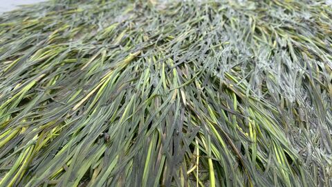 wet seagrass laying flat across beach
