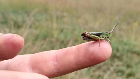 A grasshopper on a child's finger