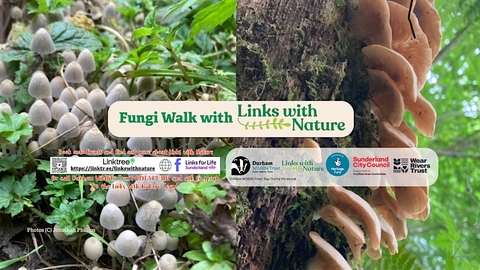 montage of fungi photos with wording over the top promoting a walk