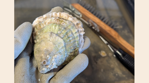 A gloved hand holds an oyster with green, white, and brown tones; a wire brush lies nearby on a workbench.