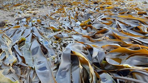 A wide stretch of beach covered in glossy brown kelp, with ribbon-like fronds glistening under a partly cloudy sky and low tide.