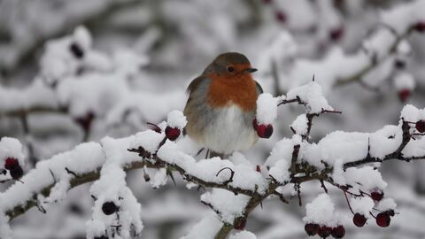 a robin with red chest sitting on a snowy branch