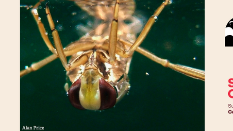 water boatman next to two logos