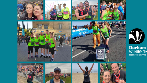 Collage of runners fundraising for Durham Wildlife Trust, showing participants in numbered bibs and medals, with one person in an animal costume. The trust’s logo featuring a badger and the text “Durham Wildlife Trust – From Tees to Tyne” appears on the right. The mood is celebratory and community-focused, highlighting support for wildlife conservation.