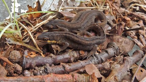 newts next to two logos