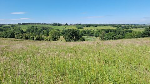 Wide green hills under a clear blue sky, with tall grass in the foreground and scattered trees across the landscape.