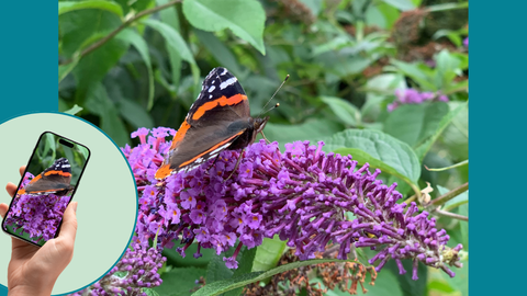 A red admiral butterfly rests on a purple buddleia flower while someone photographs it with a smartphone, the butterfly shown in focus on the phone screen.
