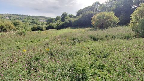 A sunlit meadow filled with tall green grasses and clusters of purple and yellow wildflowers, bordered by trees with rolling hills and a few distant houses under a partly cloudy sky.
