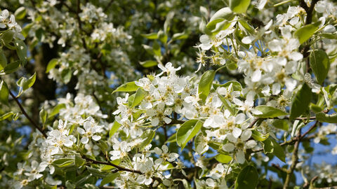 Pear blossom against blue sky.