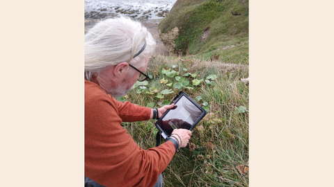 person looking through tablet device taking photo of a plant with coastal path in background