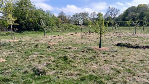 A grassy field with rows of newly planted young trees, each surrounded by a circular patch of mulch and a protective guard around the trunk. The ground is uneven with dry grass and small soil mounds. Behind the planting area, mature trees and shrubs form a dense green backdrop under a partly cloudy sky.