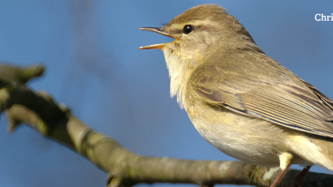 Pale bird on branch with beak open as if singing and blue sky through the branches.