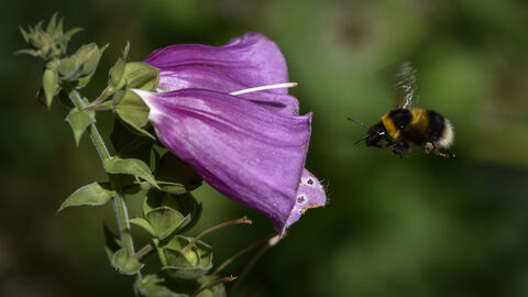 A bumblebee hovers beside a purple bell-shaped flower, its wings blurred in motion as it approaches the bloom.
