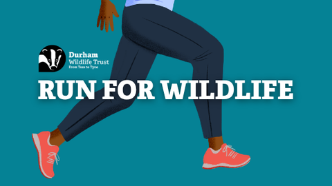 Illustrated banner showing a person running, with focus on their legs in dark blue trousers and coral trainers against a teal background. The text reads “Run for Wildlife” beside the Durham Wildlife Trust logo and tagline “From Tees to Tyne.”