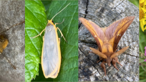 Moths