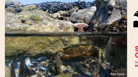 A split-level coastal scene showing barnacle‑ and mussel‑covered rocks above the waterline, while below the surface a crab sits among mussels and seaweed in a clear tidal pool. Logos for Durham Wildlife Trust and Sunderland City Council appear on the right, along with a photo credit to Nick Upton.