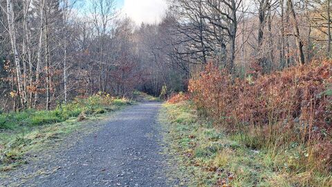 A quiet woodland path lined with bare trees on a crisp autumn or early winter day. The gravel trail winds forward through the woodland, bordered by frosty grass and brown ferns, with soft sunlight filtering through the branches and a pale blue sky peeking above. 