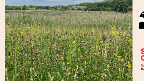 A summer meadow filled with tall grasses and wildflowers, including yellow buttercups and purple clover, stretches toward a line of trees under a partly cloudy sky. On the right, logos for Durham Wildlife Trust and Sunderland City Council, supported by Coalfield Area Committee, highlight local conservation partnership.