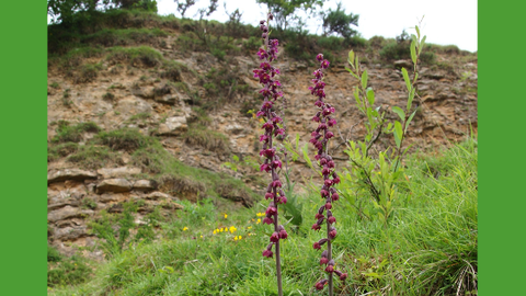 Two tall, slender stems of dark purple flowers rise from a grassy slope beneath a rocky cliff. The blossoms are small and densely packed along each stem. Behind them, layers of exposed rock and sparse greenery climb toward the top of the ridge, where a few shrubs and trees grow against an overcast sky. The scene captures wildflowers thriving in a rugged, natural landscape.