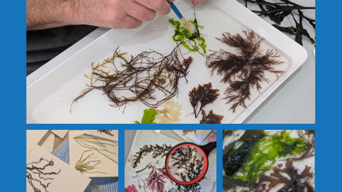 A collage showing seaweed identification and preservation. The main photo features a hand using tweezers to arrange green and brown seaweed specimens in a white tray. Below, three smaller images show pressed seaweed samples on paper, a close-up of red and brown algae with one circled in red, and a detailed view of green and brown seaweed pieces on a white surface.