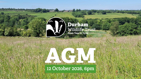 A wide countryside view with rolling green hills and a grassy meadow under a clear blue sky. In the centre, the Durham Wildlife Trust logo featuring a black-and-white badger is displayed above bold white text reading “AGM.” Below, a green banner states “12 October 2026, 6pm.” The image promotes the trust’s Annual General Meeting, set against a scenic natural backdrop.