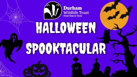 Halloween Spooktacular