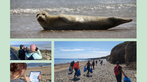 Collage showing marine conservation activities supported by Durham Wildlife Trust and Sea‑Changers. Top image: a seal resting on a beach in sunlight. Below: people watching wildlife with binoculars, a volunteer recording data on a beach, and a group collecting litter along a rocky shoreline. Logos for Durham Wildlife Trust (badger icon) and Sea‑Changers (orange dolphin) appear on the right against a pale green background.