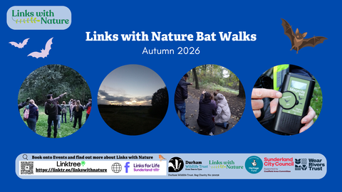 Montage of bat photos