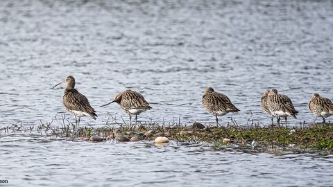 Five curlews stand on a narrow, grassy strip surrounded by calm water. Their long, down‑curved bills and mottled brown plumage are clearly visible as they rest and forage along the shoreline.