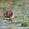 Water vole