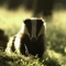 Badger 