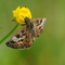 Dingy skipper