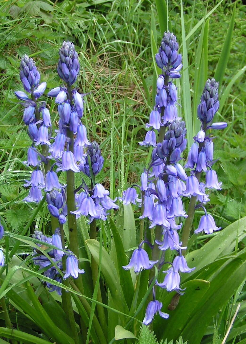 How to tell the difference between a native and a Spanish bluebell | Durham