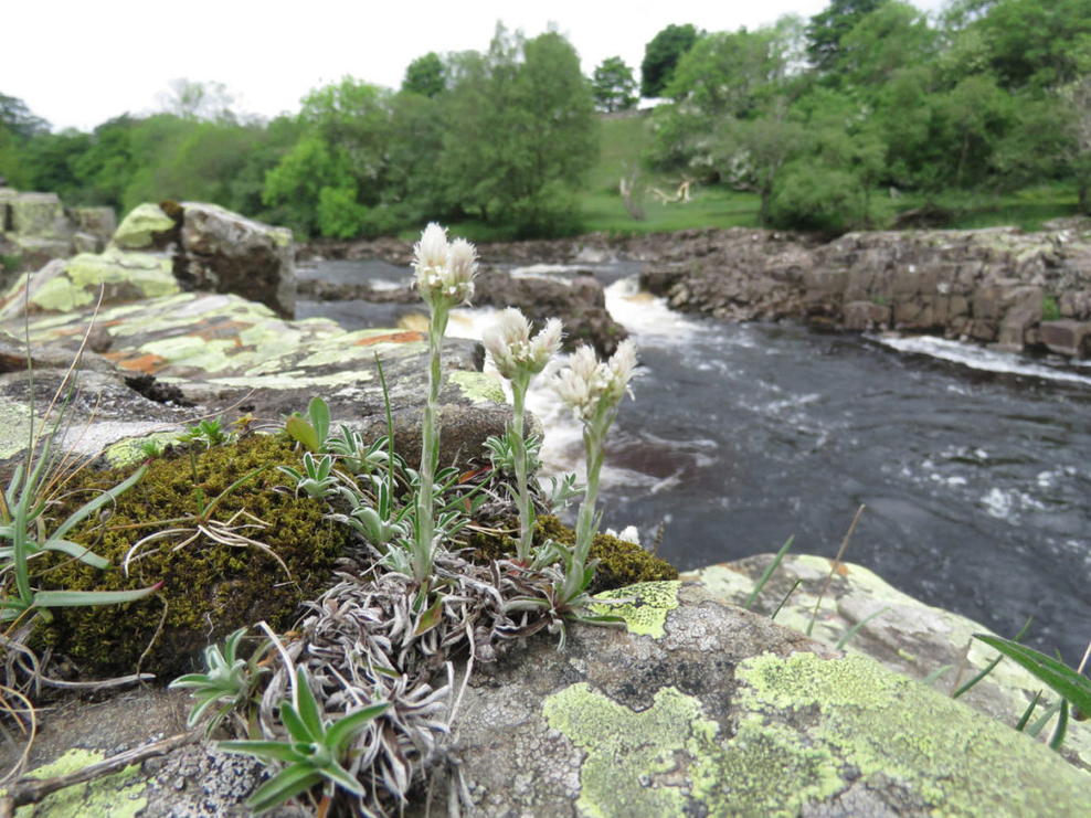 Botany Group | Durham