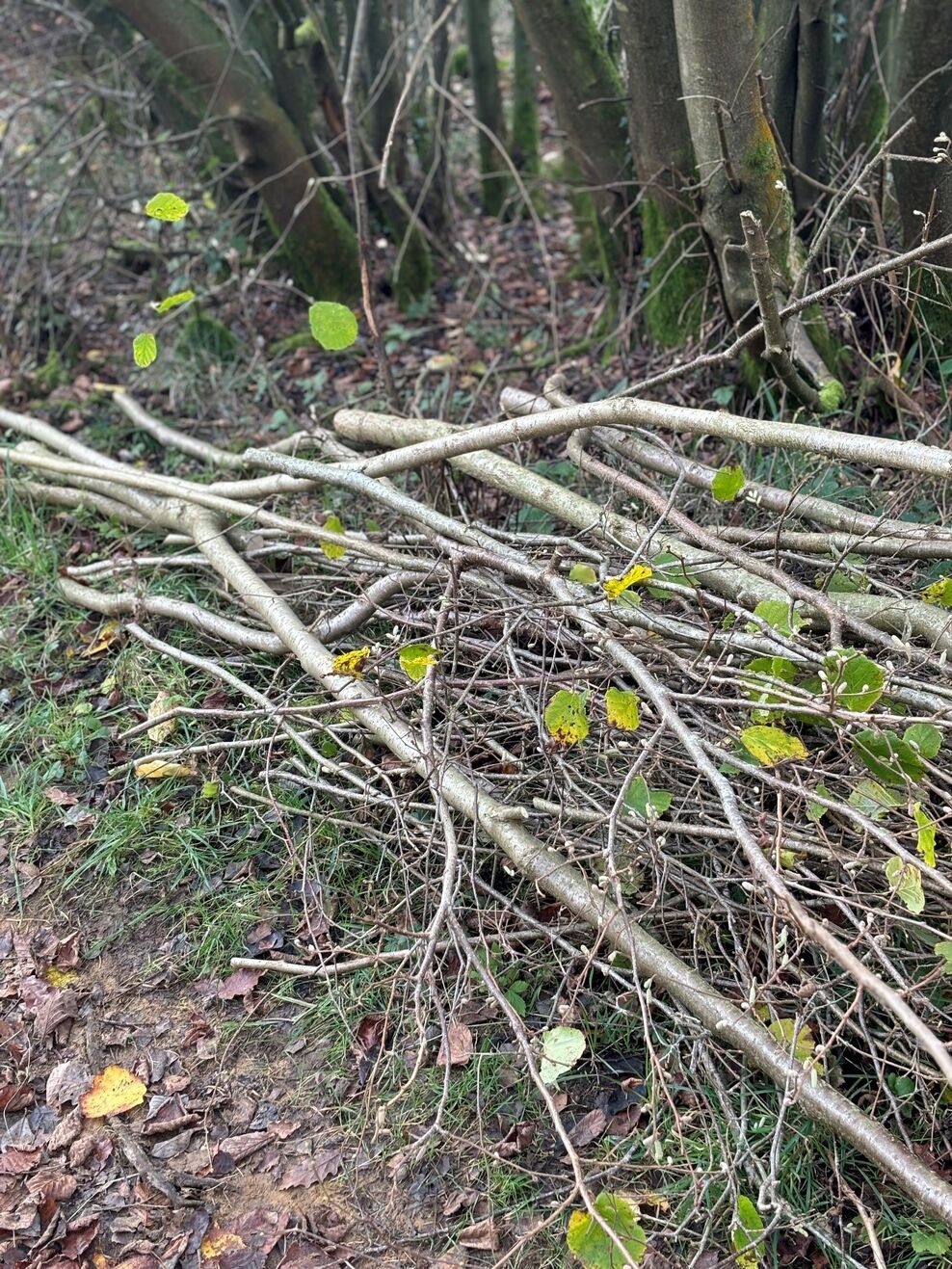 Coppicing Example Coppicing – a part of our heritage and good woodland management | Durham